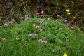 Oxalis articulata